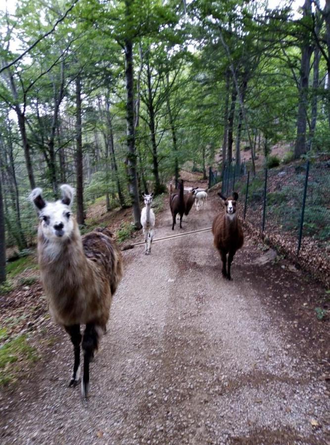 Agriturismo Athabaska San Lorenzo Dorsino Eksteriør bilde